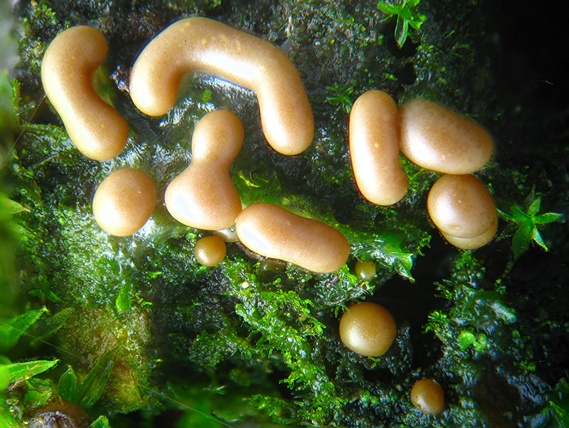 Perichaena vermicularis